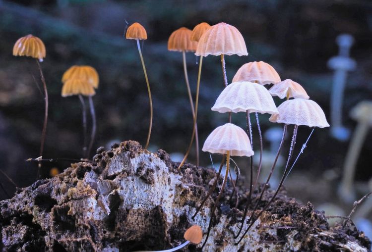 Produktbild: FANTASTISCHE PILZE - Die magische Welt zu unseren F&uuml;&szlig;en