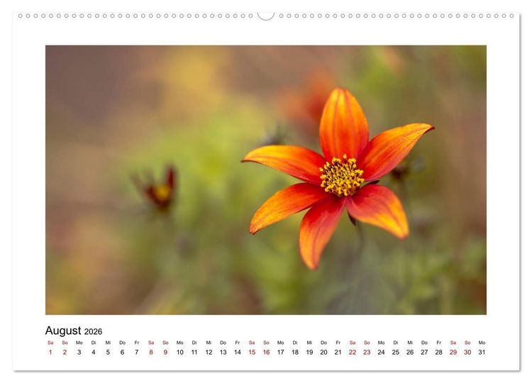Produktbild: Oranger Bl&uuml;tentraum (hochwertiger Premium Wandkalender 2026 DIN A2 quer), Kunstdruck in Hochglanz
