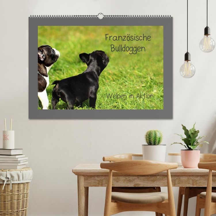 Produktbild: Franz&ouml;sische Bulldoggen (Wandkalender 2027 DIN A2 quer), CALVENDO Monatskalender