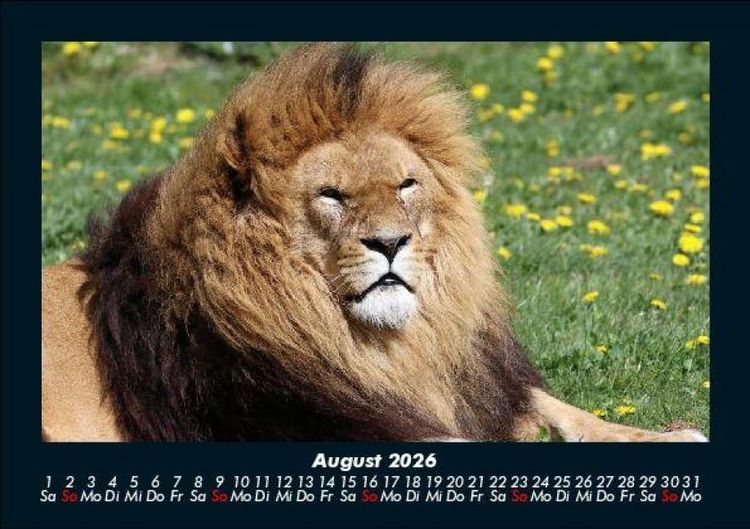 Produktbild: L&ouml;wen in der Wildnis 2026 Fotokalender DIN A5