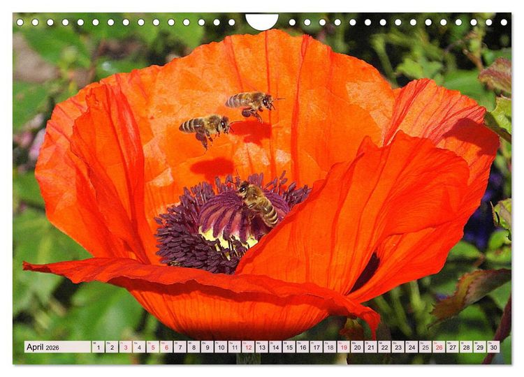 Produktbild: Mohnblumen. Leuchtender Liebreiz auf Wiesen und in G&auml;rten (Wandkalender 2026 DIN A4 quer), CALVENDO Monatskalender