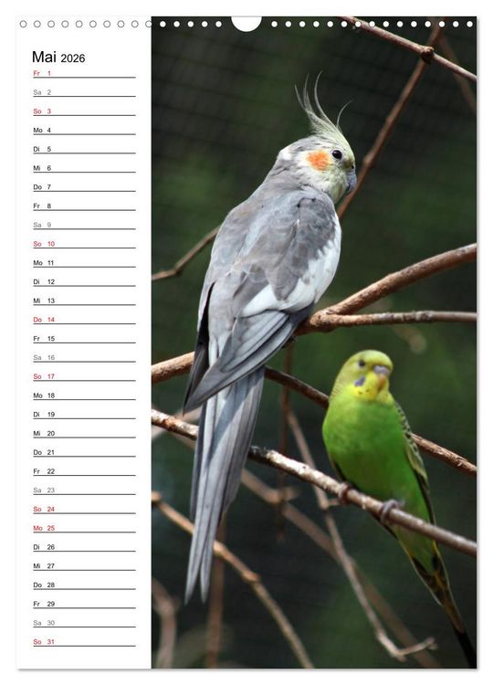 Produktbild: Der Nymphensittich-Terminplaner (Wandkalender 2026 DIN A3 hoch), CALVENDO Monatskalender
