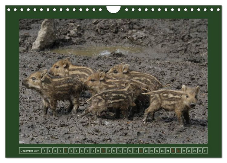 Produktbild: Schweinkram - Die Wildschweine sind los (Wandkalender 2027 DIN A4 quer), CALVENDO Monatskalender