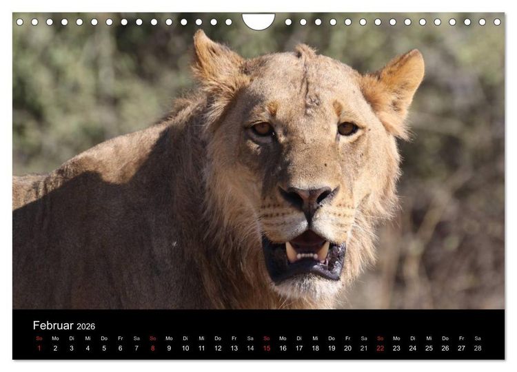Produktbild: L&ouml;wen - K&ouml;nige der Tiere (Wandkalender 2026 DIN A4 quer), CALVENDO Monatskalender