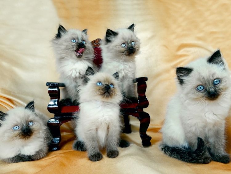 Produktbild: CALVENDO Puzzle Ragdoll K&auml;tzchen | 1000 Teile Lege-Gr&ouml;&szlig;e 64x48cm Foto-Puzzle f&uuml;r gl&uuml;ckliche Stunden
