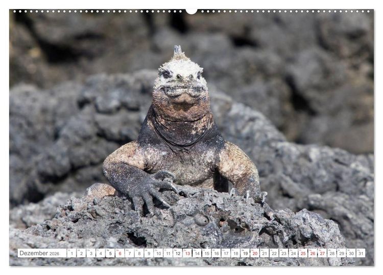 Produktbild: Galapagos. Verzauberte Inseln (Wandkalender 2026 DIN A2 quer), CALVENDO Monatskalender