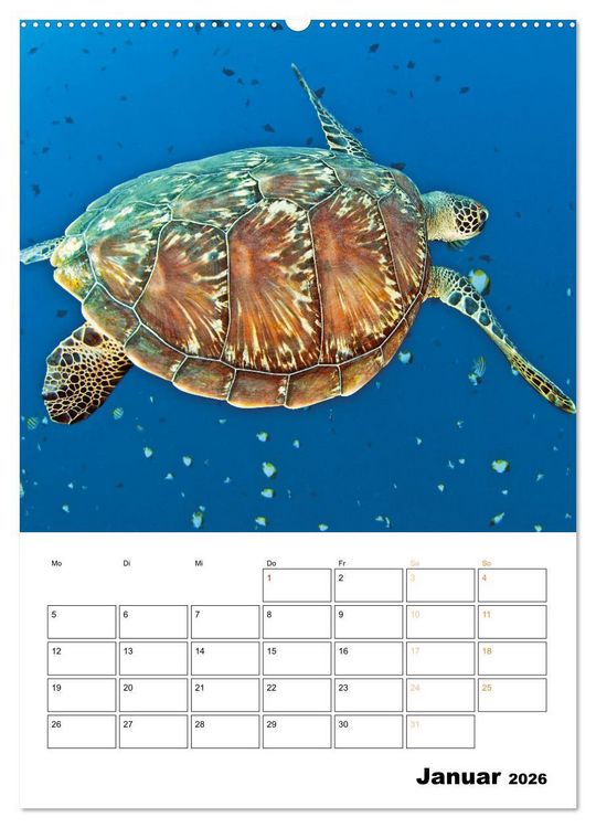 Produktbild: Wunderbare Wasserwelt der Meeresschildkr&ouml;ten (Wandkalender 2026 DIN A2 hoch), CALVENDO Monatskalender