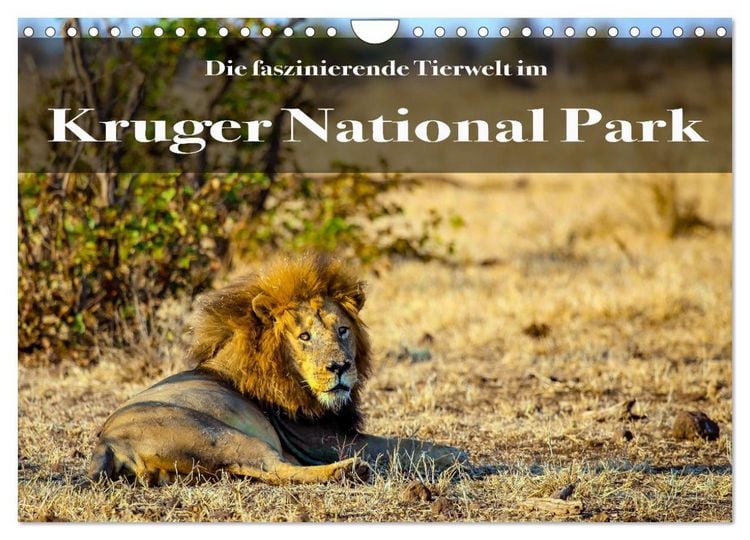 Produktbild: Faszinierende Tierwelt des Kruger National Parks (Wandkalender 2026 DIN A4 quer), CALVENDO Monatskalender