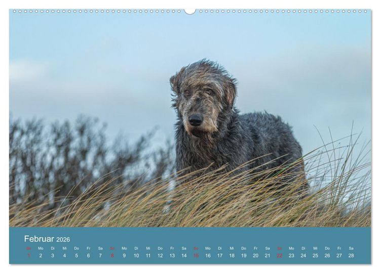 Produktbild: Irische Wolfshunde (hochwertiger Premium Wandkalender 2026 DIN A2 quer), Kunstdruck in Hochglanz