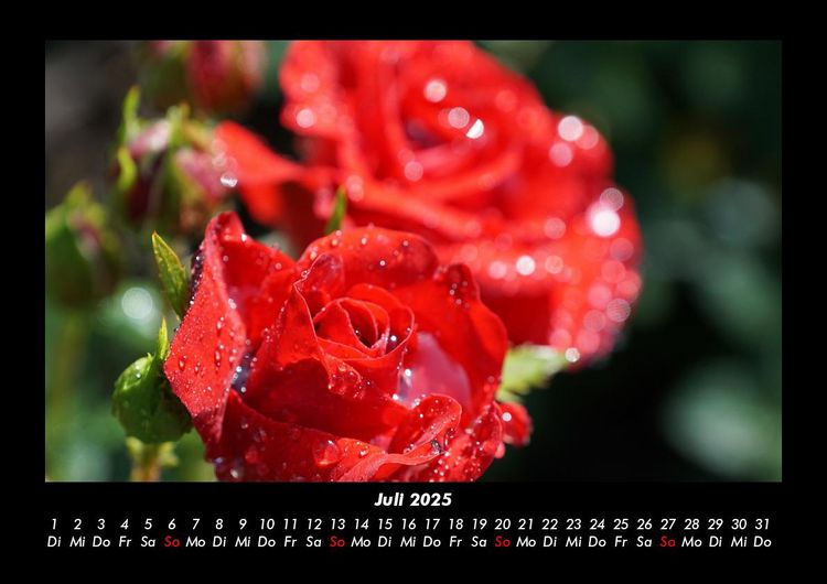 Produktbild: Rosen-Kalender 2025 Fotokalender DIN A3