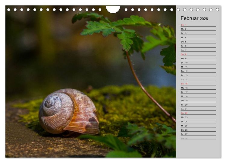 Produktbild: Salamander und Co. (Wandkalender 2026 DIN A4 quer), CALVENDO Monatskalender