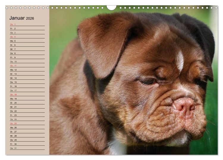 Produktbild: Faszination Bulldogge (Wandkalender 2026 DIN A3 quer), CALVENDO Monatskalender