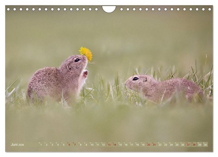 Produktbild: Zauberhafte Ziesel (Wandkalender 2026 DIN A4 quer), CALVENDO Monatskalender