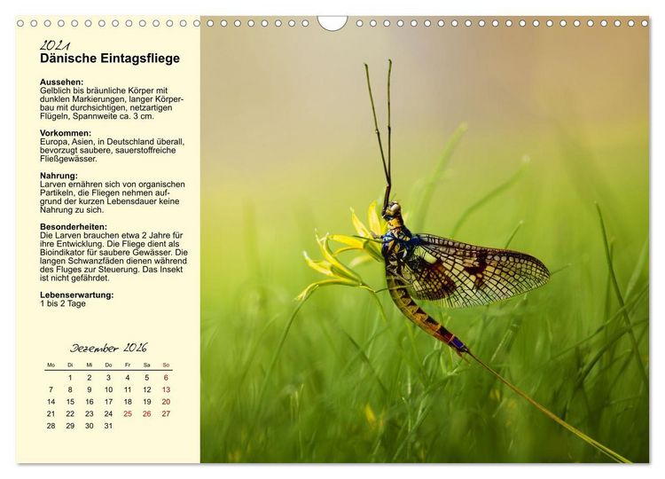 Produktbild: Insekt des Jahres (Wandkalender 2026 DIN A3 quer), CALVENDO Monatskalender