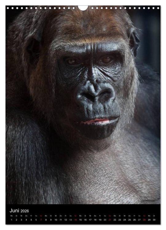 Produktbild: Gorillas (Wandkalender 2026 DIN A3 hoch), CALVENDO Monatskalender