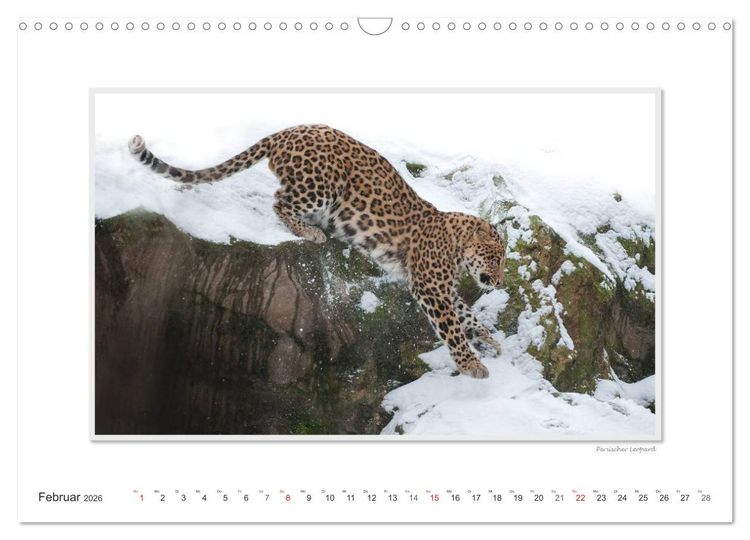 Produktbild: Emotionale Momente: Gro&szlig;e Raubkatzen der Welt. (Wandkalender 2026 DIN A3 quer), CALVENDO Monatskalender
