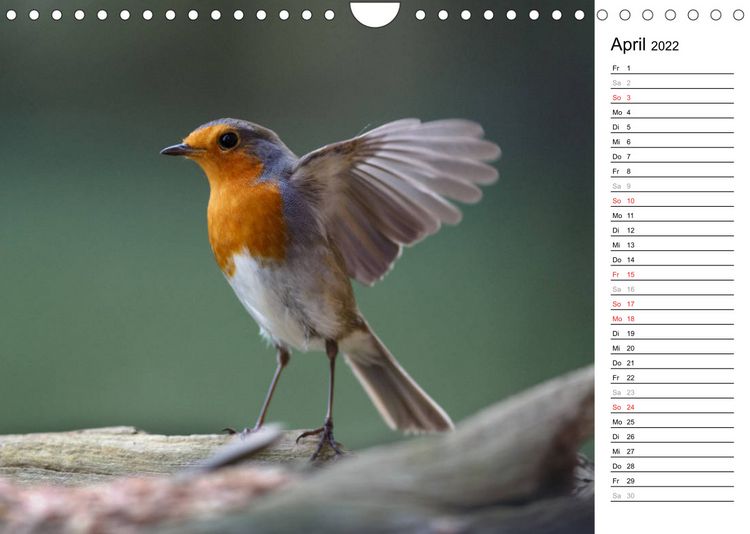 Produktbild: Gefiederte Sch&ouml;nheiten in Aktion (Wandkalender 2022 DIN A4 quer)