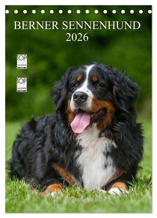 Produktbild: Berner Sennenhund 2026 (Tischkalender 2026 DIN A5 hoch), CALVENDO Monatskalender