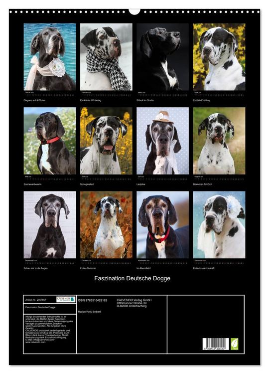 Produktbild: Faszination Deutsche Dogge (Wandkalender 2026 DIN A2 hoch), CALVENDO Monatskalender