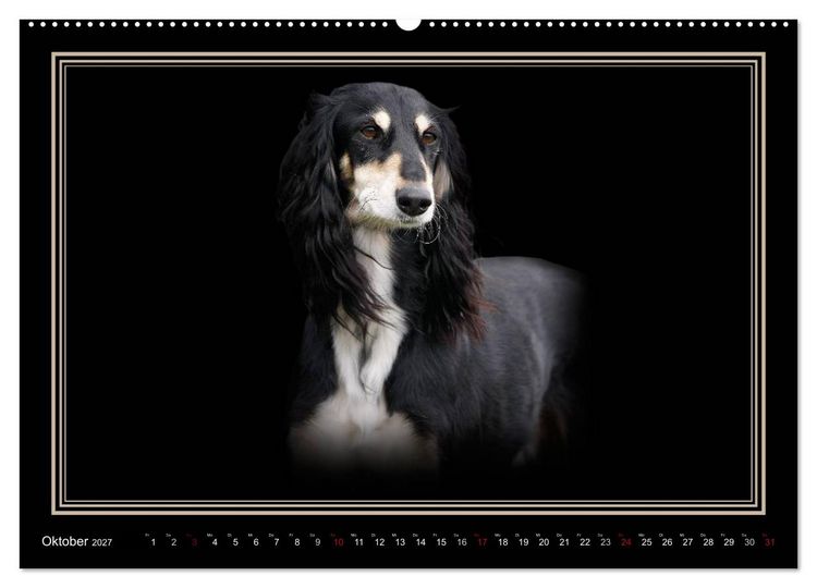 Produktbild: Saluki 2027 (Wandkalender 2027 DIN A2 quer), CALVENDO Monatskalender