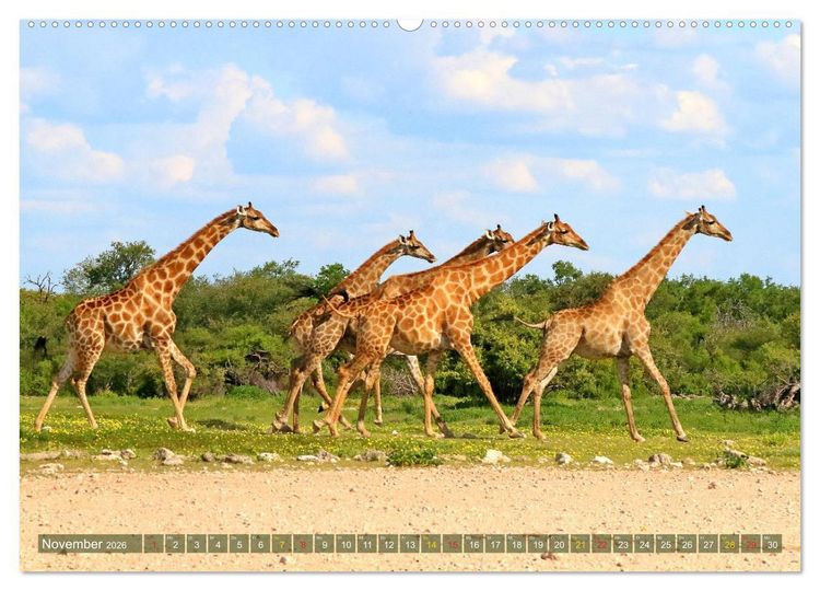 Produktbild: Giraffen - Sanftheit und Anmut (hochwertiger Premium Wandkalender 2026 DIN A2 quer), Kunstdruck in Hochglanz
