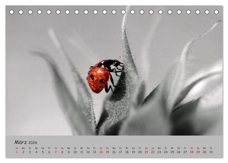 Produktbild: Gl&uuml;cksk&auml;fer (Tischkalender 2026 DIN A5 quer), CALVENDO Monatskalender