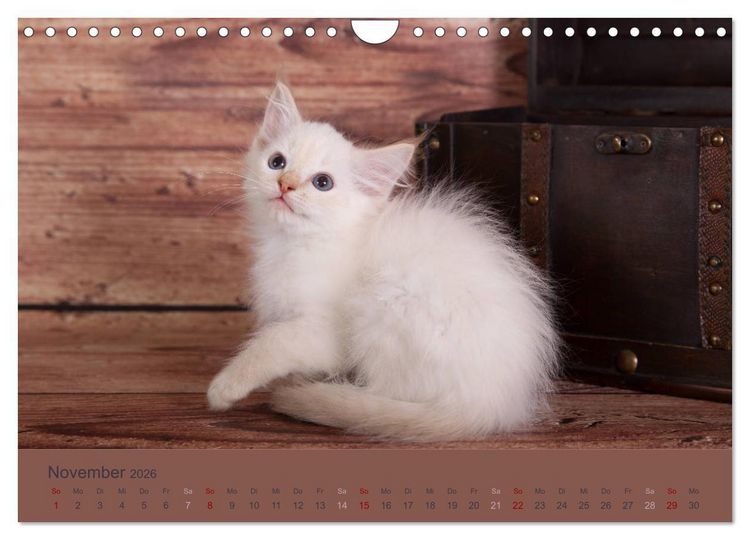Produktbild: Flauschige Ragdoll Kitten (Wandkalender 2026 DIN A4 quer), CALVENDO Monatskalender