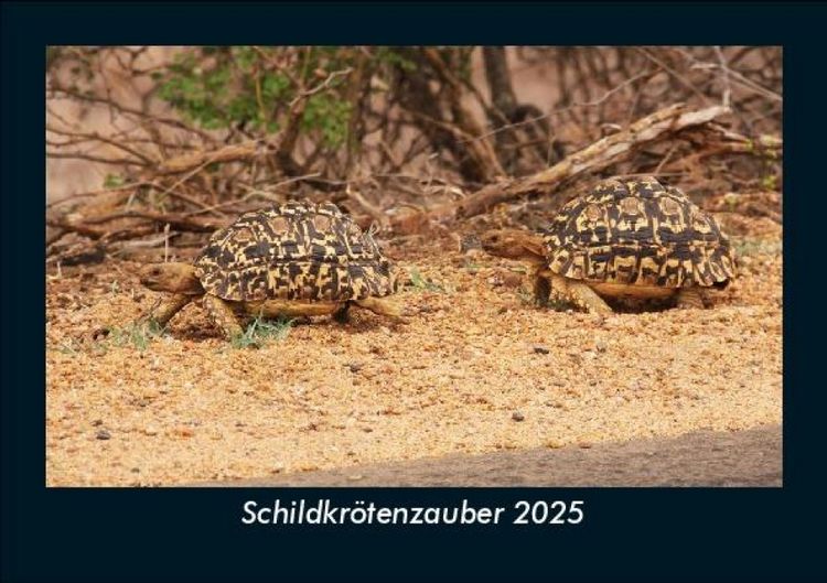Produktbild: Schildkr&ouml;tenzauber 2025 Fotokalender DIN A5