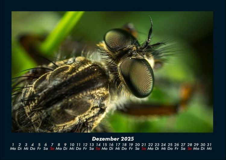 Produktbild: Welt der Tiere 2025 Fotokalender DIN A4