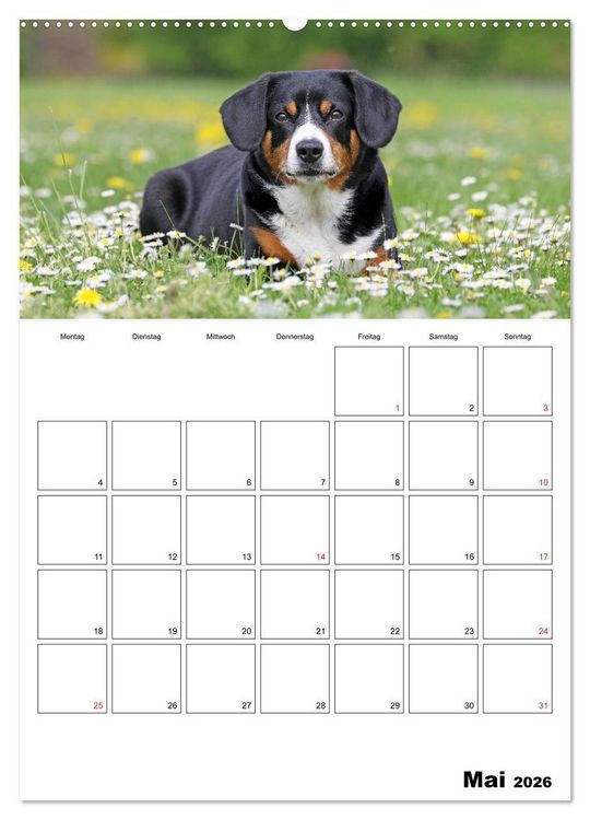 Produktbild: Entlebucher Sennenhunde begleiten Sie durch das Jahr (Wandkalender 2026 DIN A2 hoch), CALVENDO Monatskalender