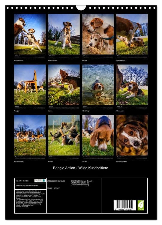 Produktbild: Beagle Action - Wilde Kuscheltiere (Wandkalender 2026 DIN A3 hoch), CALVENDO Monatskalender