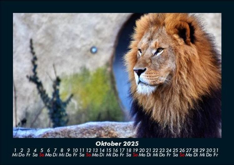 Produktbild: L&ouml;wen in der Wildnis 2025 Fotokalender DIN A5