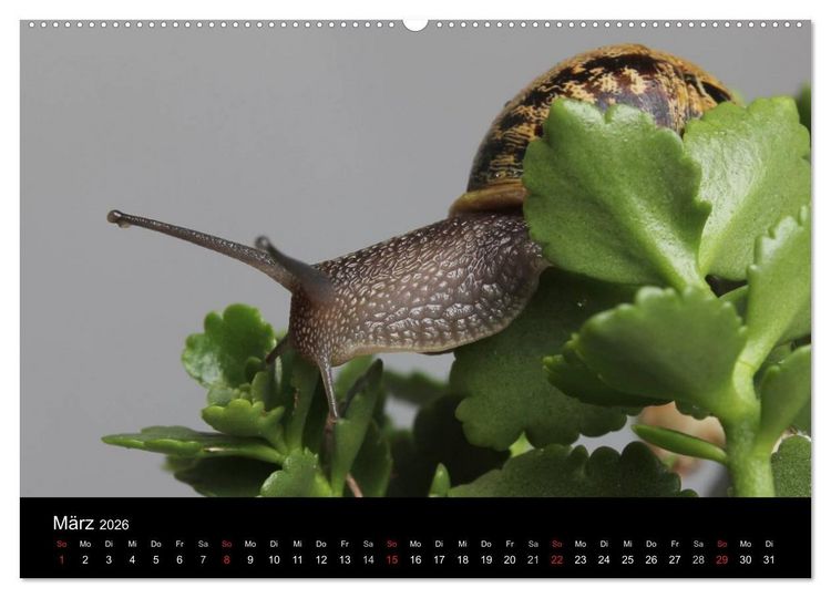 Produktbild: Lautlose Begleiter - Schnecken (hochwertiger Premium Wandkalender 2026 DIN A2 quer), Kunstdruck in Hochglanz