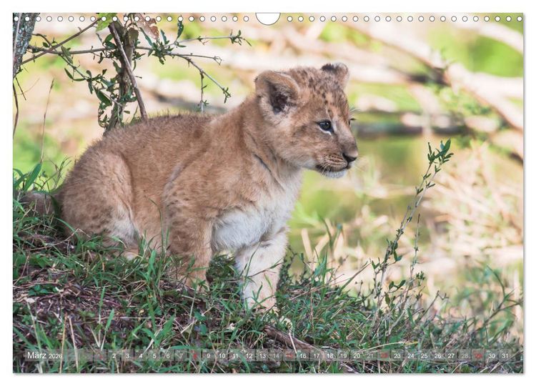 Produktbild: L&ouml;wen - Raubkatzen Afrikas (Wandkalender 2026 DIN A3 quer), CALVENDO Monatskalender