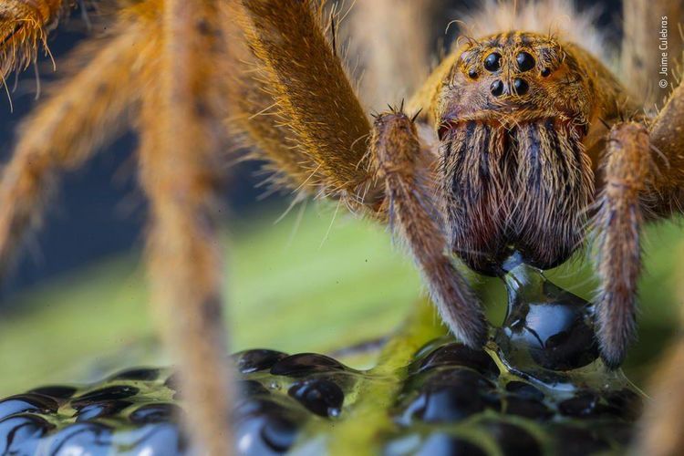 Produktbild: Wildlife Fotografien des Jahres &ndash; Portfolio 30