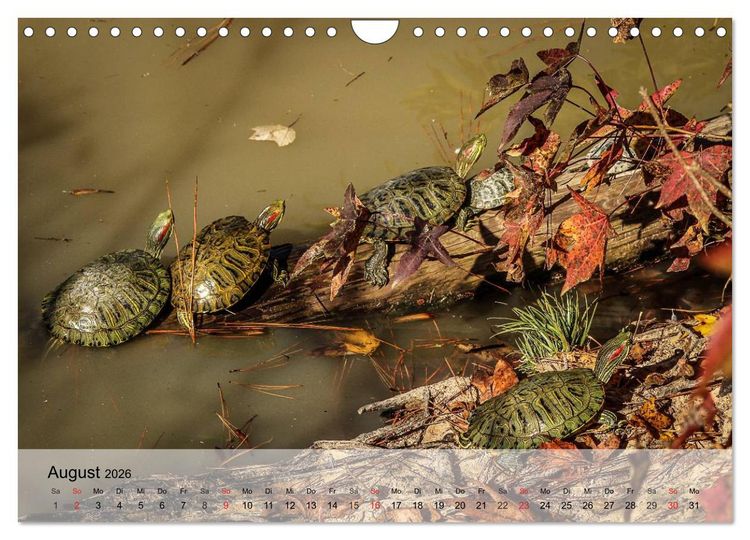 Produktbild: Kleine Reptilien (Wandkalender 2026 DIN A4 quer), CALVENDO Monatskalender