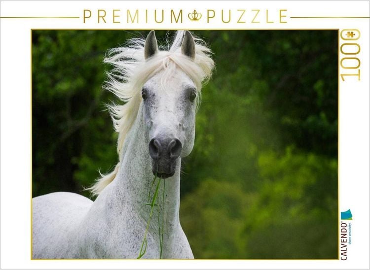 Produktbild: CALVENDO Puzzle Traumpferd Lipizzaner Portr&auml;t | 1000 Teile Lege-Gr&ouml;&szlig;e 64x48cm Foto-Puzzle f&uuml;r gl&uuml;ckliche Stunden