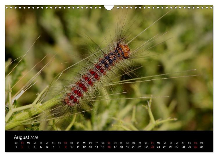 Produktbild: Faszination Schmetterlingsraupen (Wandkalender 2026 DIN A3 quer), CALVENDO Monatskalender