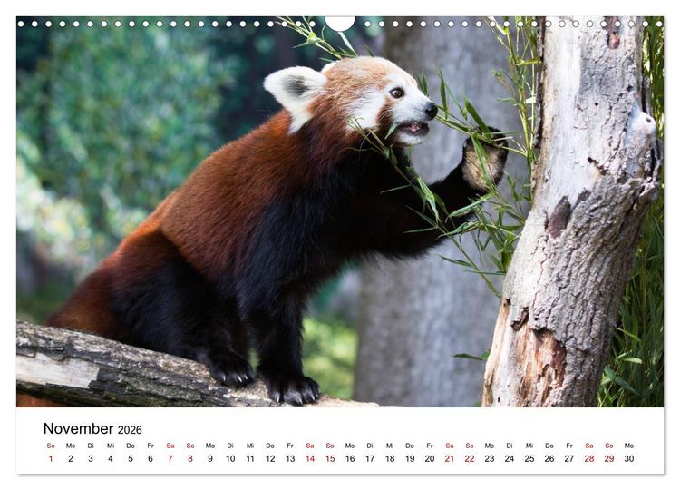 Produktbild: Rote Pandas - geschickte Kletterer (Wandkalender 2026 DIN A3 quer), CALVENDO Monatskalender