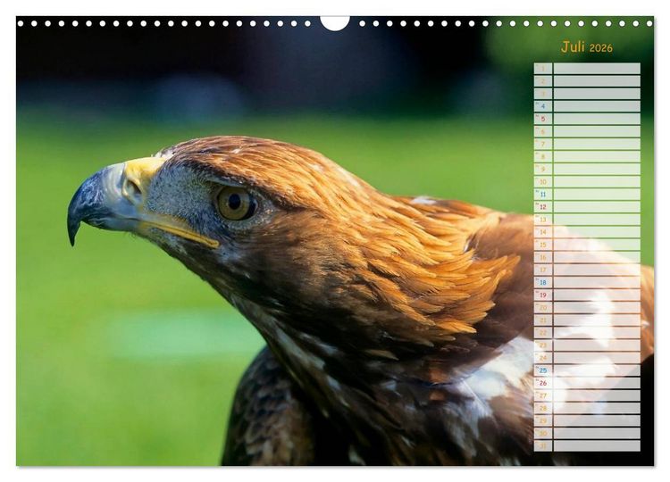 Produktbild: Tiere des Waldes (Wandkalender 2026 DIN A3 quer), CALVENDO Monatskalender