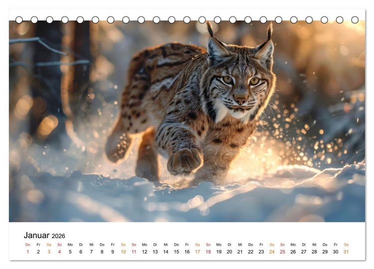 Produktbild: Luchse - die Stimme der Wildnis (Tischkalender 2026 DIN A5 quer), CALVENDO Monatskalender