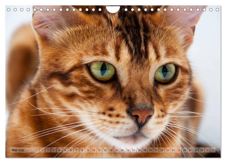Produktbild: Liebe auf den ersten Katzenblick (Wandkalender 2026 DIN A4 quer), CALVENDO Monatskalender