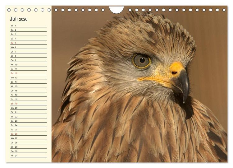 Produktbild: Greifv&ouml;gel (Wandkalender 2026 DIN A4 quer), CALVENDO Monatskalender