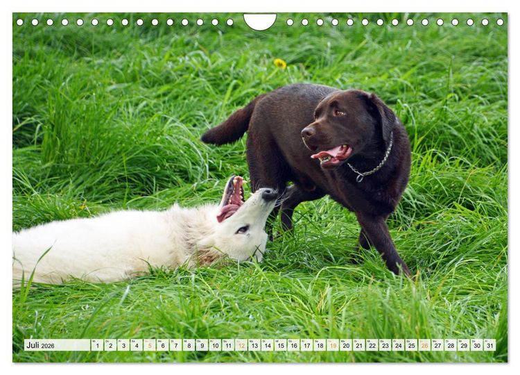 Produktbild: Beste Buddys (Wandkalender 2026 DIN A4 quer), CALVENDO Monatskalender