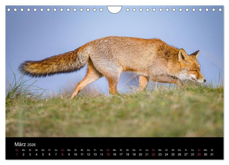 Produktbild: Rotf&uuml;chse (Wandkalender 2026 DIN A4 quer), CALVENDO Monatskalender