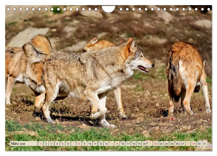 Produktbild: Wolf - Imposanter J&auml;ger (Wandkalender 2026 DIN A4 quer), CALVENDO Monatskalender