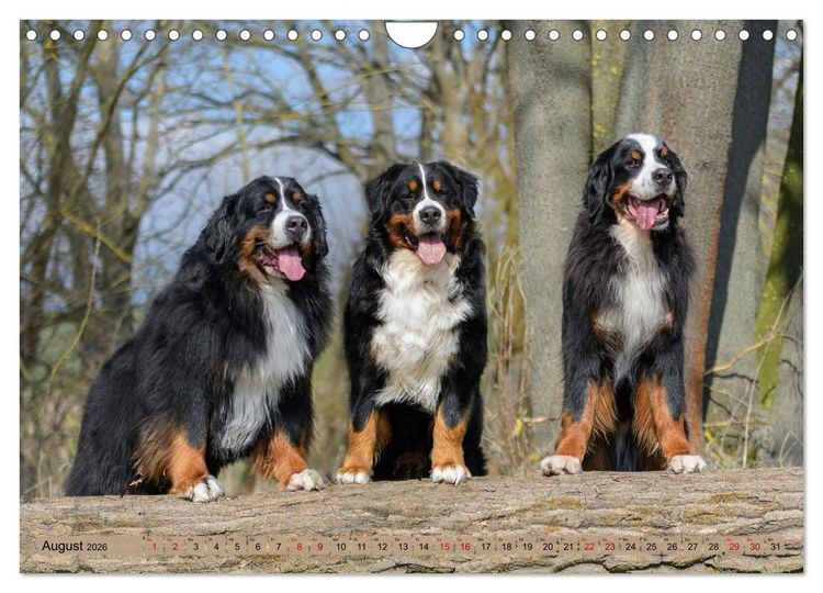 Produktbild: Berner Sennenhunde - Mit jedem Blick ein St&uuml;ck Geborgenheit (Wandkalender 2026 DIN A4 quer), CALVENDO Monatskalender