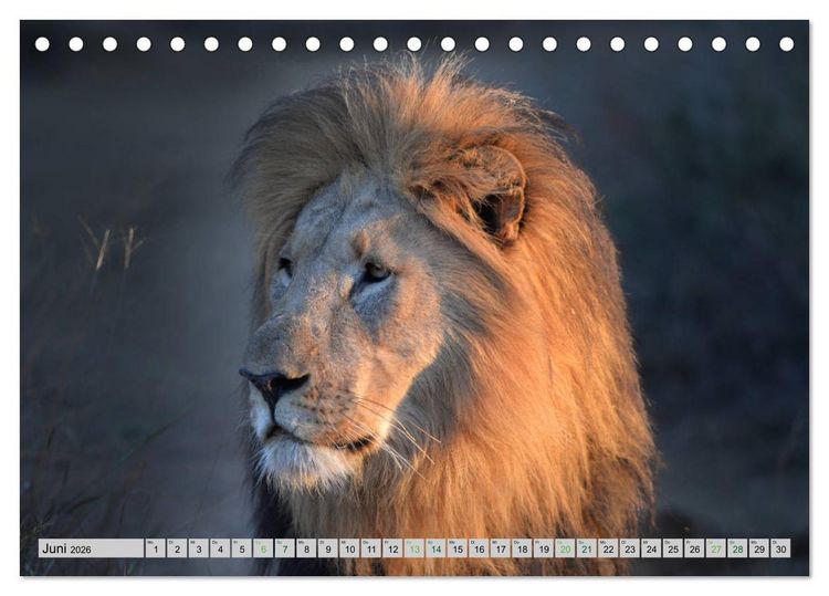 Produktbild: L&ouml;wen. Die K&ouml;nige Afrikas (Tischkalender 2026 DIN A5 quer), CALVENDO Monatskalender