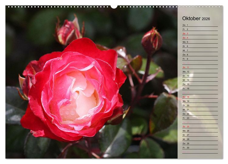 Produktbild: Rosensommer (Wandkalender 2026 DIN A2 quer), CALVENDO Monatskalender