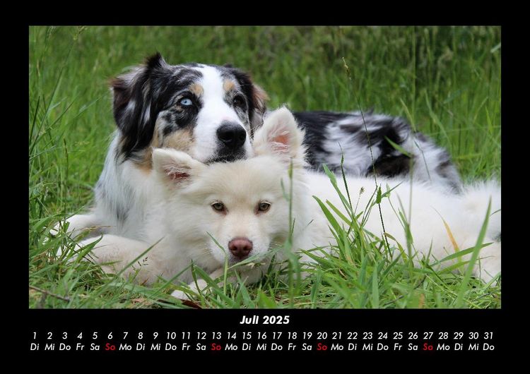 Produktbild: Hunde 2025 Fotokalender DIN A3